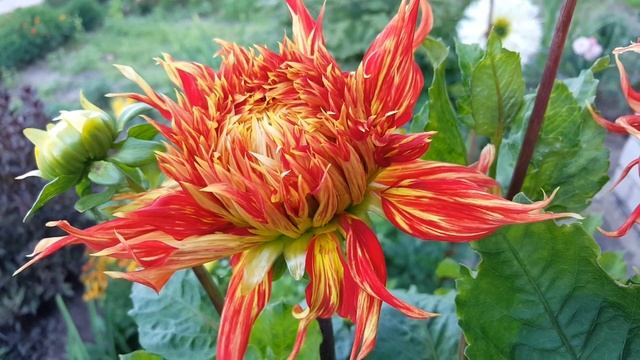 Георгин Шоу энд Телл . Dahlia Show ' N ' Tell .