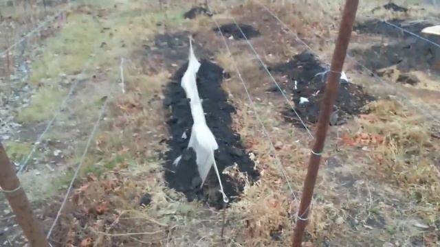 Типы традиционных виноградных шпалер / Type of grape supports смотреть онлайн