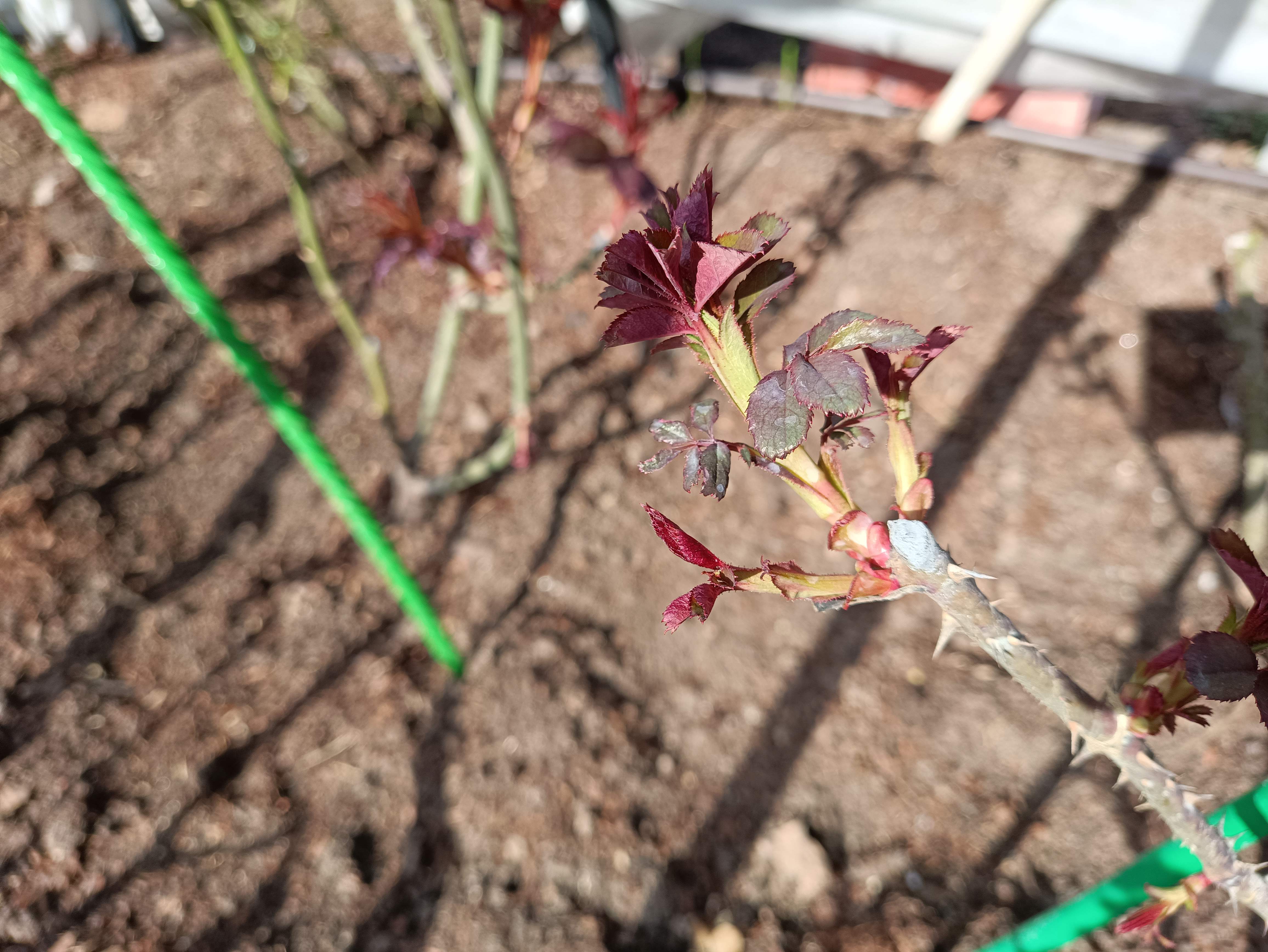 ОТКРЫЛА РОЗЫ. А ТАМ - ДВОЙНЯШКИ И ТРОЙНЯШКИ!! смотреть онлайн