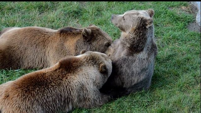 Розслабляющие видео перед сном 2021 смотреть онлайн