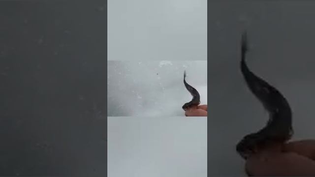 Весна. Рыбалка со льда. Хариус. Карелия. смотреть онлайн