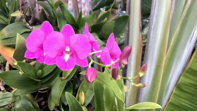 ORCHID FLOWERS GARDEN |  A Stunning & Inspiring 4K Video!