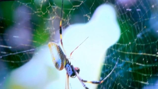 Телевизор Hisense 43E7HQ QLED смотреть онлайн