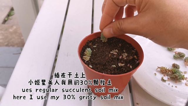 扦插繁殖姬星美人/ How I Propagate Sedum Dasyphyllum by Cuttings смотреть онлайн