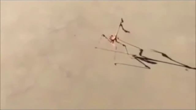 Сура Аль-Балад Шуйх Emad Al Mansari