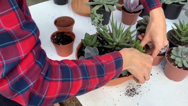 МИНИ-САДИК ИЗ СУККУЛЕНТОВ СВОИМИ РУКАМИ / КОМПОЗИЦИЯ ИЗ СУККУЛЕНТОВ смотреть онлайн