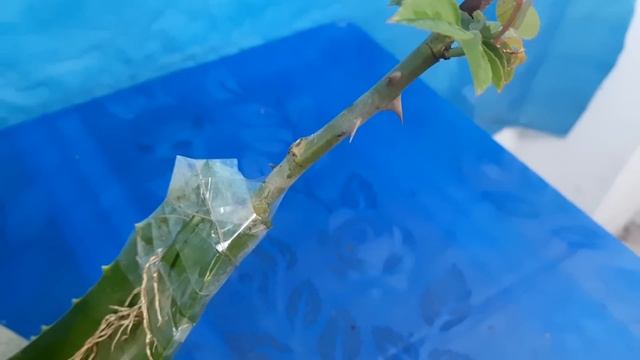 Amazing Way To Growing Rose Plant Cutting In A Aloevera смотреть онлайн