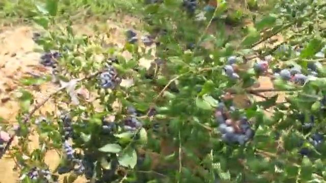 Голубика садовая высокорослая! Сорт Торо. смотреть онлайн