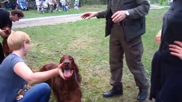 Сеттеры. Монопородка Гленкар. Суки победители. Сравнение смотреть онлайн