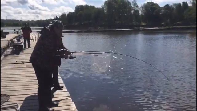 Второй сектор не перестает удивлять!!!Осетр на бомбарду!!!Клевое Место д.Савельево!!! смотреть онлайн