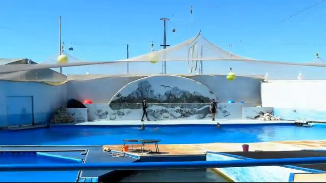 Друзья людей - дельфины смотреть онлайн