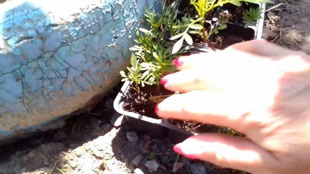 Село!Сажаю кабачки/Рассада помидор/Пеку вкусный пирог! смотреть онлайн