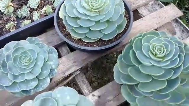 ECHEVERIA GLAUCA ❤️ A MAIS QUERIDA QUANDO REPLANTAR смотреть онлайн