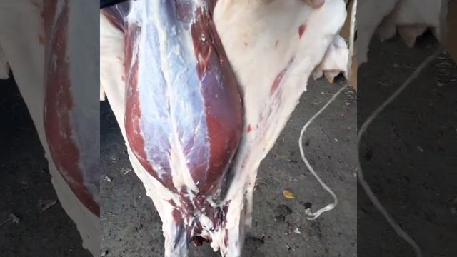 Капканы на Барсука сработали. Первый барсук в этом сезоне. смотреть онлайн