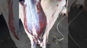 Капканы на Барсука сработали. Первый барсук в этом сезоне.