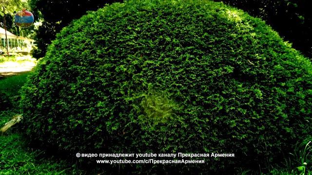 Степанаванский дендропарк или Дендропарк «Сосняки» смотреть онлайн