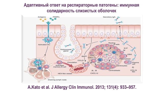 20:00 10.09.2022 Место иммуномодуляторов в педиатрии: в фокусе - бактериальные лизаты