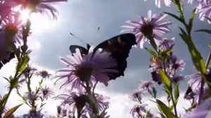 Видео ролик Сохраним природу детям! www.biznesgalina.com