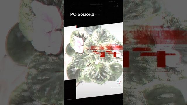 фиалка , сорт , РС-Бомонд. смотреть онлайн