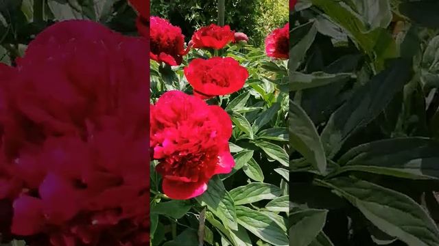 Пион сорт "Ред чарм" смотреть онлайн