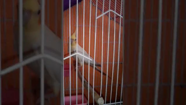 Корелла как определить пол смотреть онлайн