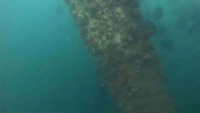 Лес, похороненный под водой, 60 тысяч лет назад может помочь в создании новых лекарств смотреть онлайн