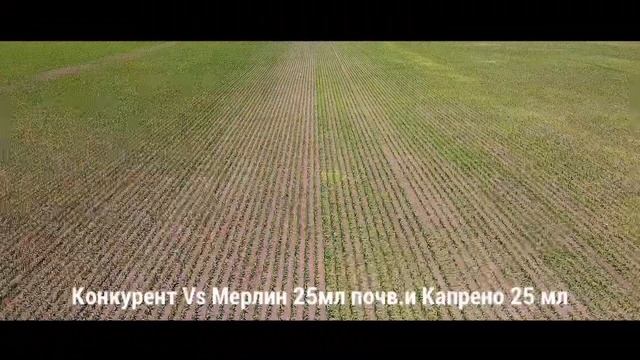 Мерлин Флекс и Капрено смотреть онлайн