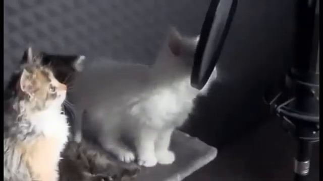 Приколы про животных Музыка котят смотреть онлайн
