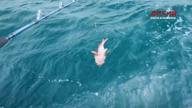 Авачинская бухта. Камчатка. Недальний Восток. 3 серия. смотреть онлайн