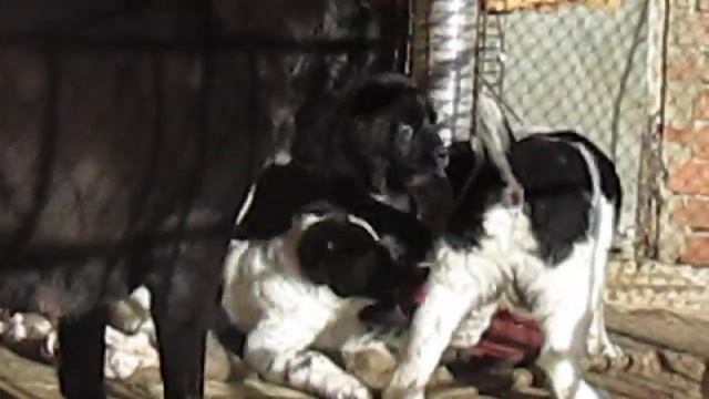 Продаются черные и черно-белые щенки АЛАБАЯ. САО. смотреть онлайн