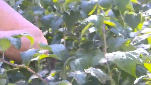 Сад-огород 19.08.2014 смотреть онлайн