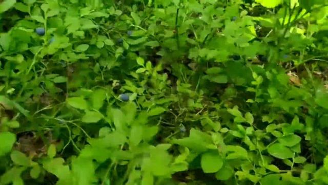 Черника. Что делать летом если скучно? Лето😎😎😎 смотреть онлайн