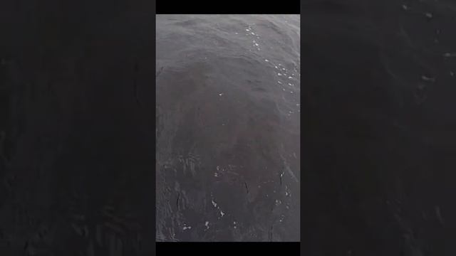 Ловля леща на банку в шторм. Рыбалка на леща смотреть онлайн