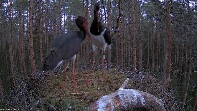 Must-toonekurg_Very STRANGE behavior of the black stork/Очень СТРАННОЕ поведение черного аиста смотреть онлайн