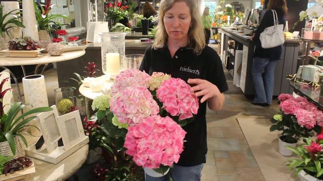 Some quick hydrangea tips! смотреть онлайн