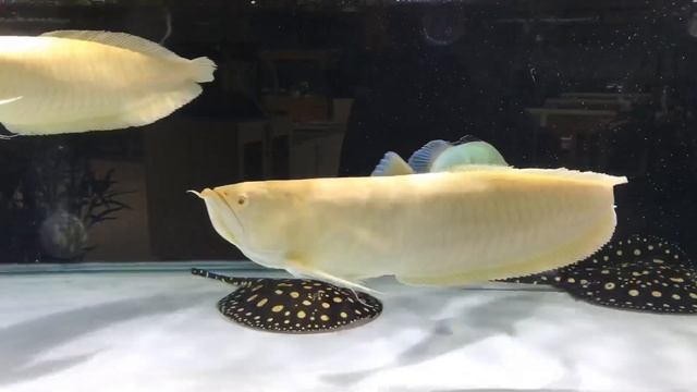 Albino Arowana, Black Diamond Stingray, Orino Peacock Bass смотреть онлайн