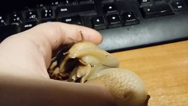 Мои улиточки