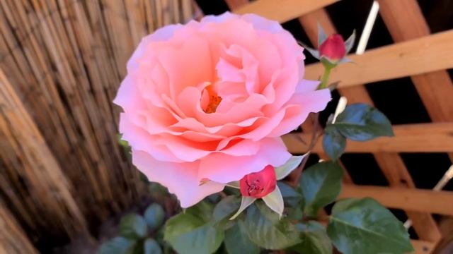 APRICOT CANDY HYBRID TEA ROSE FLOWER смотреть онлайн