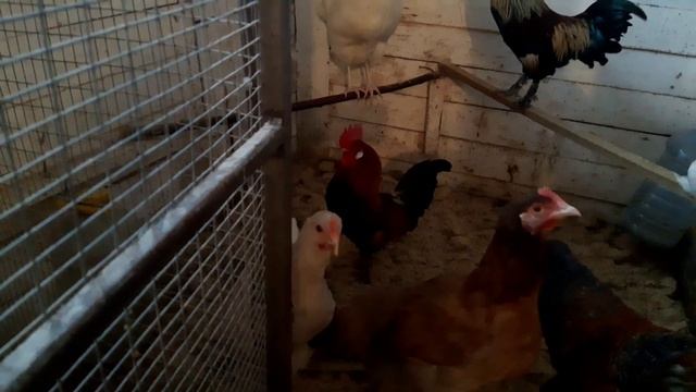 Зимний курятник смотреть онлайн