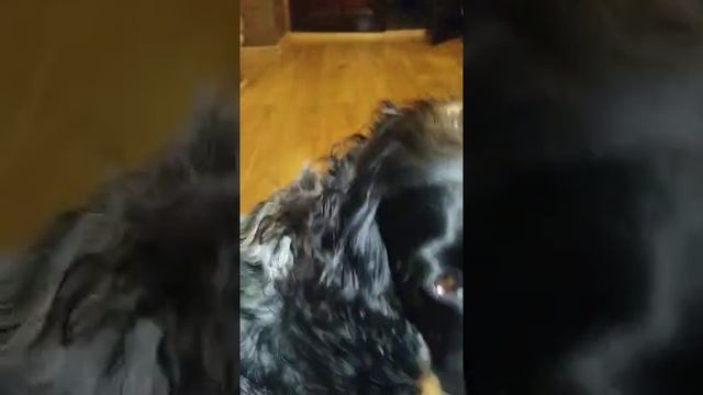 Линяет собака, что помогло мне избавиться от вечной линьки! смотреть онлайн