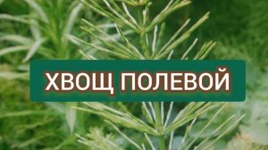 ЦИСТИТ ПРОШЕЛ!3 Ложки в День от Всех Проблем Мочеполовой Системы! Мощная Трава Вместо Антибиотиков!