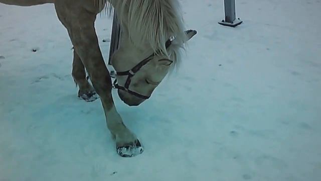 Sõbrad jalutuskäigul / Friends on the walk. - Kerry blue terrier is leading a horse. смотреть онлайн
