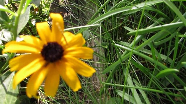 Aphids on Rudbeckia Seeds смотреть онлайн