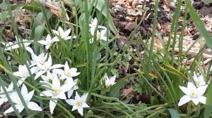 ⚠ Птицемлечник (лат. Ornithógalum, Орнитогалум)