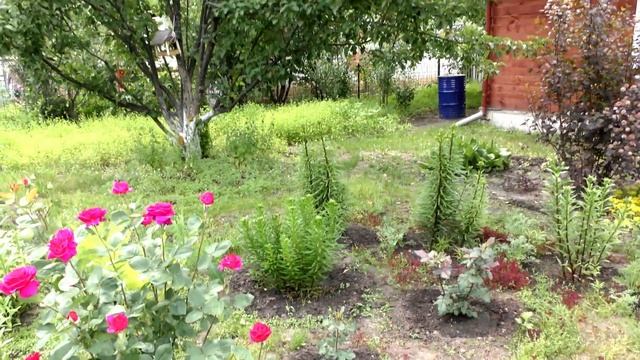 ЦВЕТЫ НА ДАЧЕ. ПТИЦЫ ПОЮТ))) смотреть онлайн