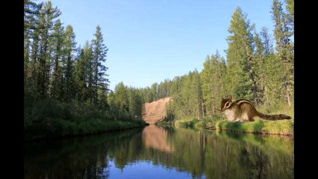 Медведь и Бурундук смотреть онлайн