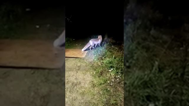Лисица ходит питаться к человеку. Лисичка без скалочки...))) ????? смотреть онлайн