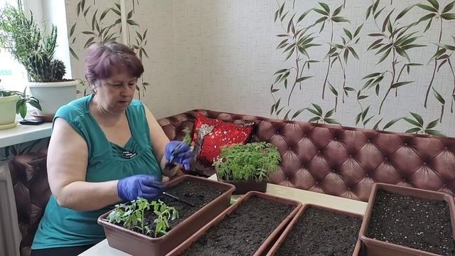 Трон готов! Пикируем рассаду. Красим брудер. смотреть онлайн