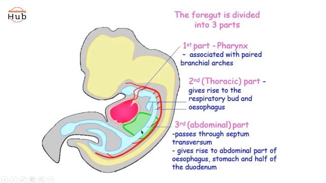 Development of GIT | OESOPHAGUS | #AnatomyHub смотреть онлайн