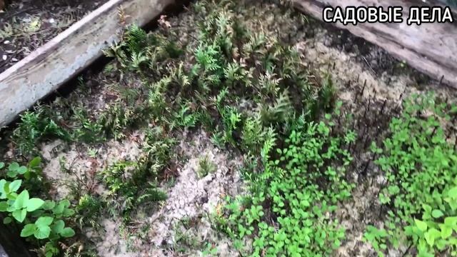 МОЙ НОВЫЙ ЧЕРЕНОЧНИК И ЧЕРЕНКИ В СТАРОМ ЧЕРЕНОЧНИКЕ | САДОВЫЕ ДЕЛА #череночник #черенкование смотреть онлайн